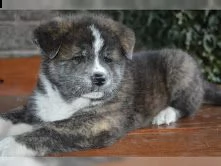regalo akita inu