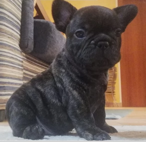 dispone subito bouledogue francese tigrato | Foto 2