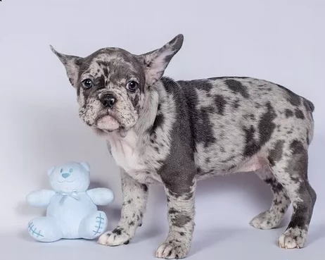 dispone subito bouledogue francese tigrato | Foto 1