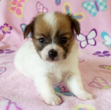 cuccioli