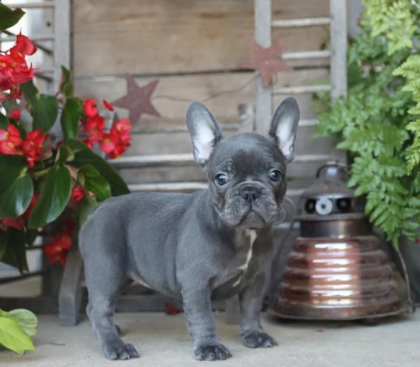  bulldog francese  cuccioli kaninchen e nani pedigree enci  | Foto 0