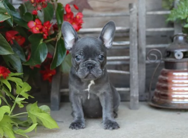  bulldog francese  cuccioli kaninchen e nani pedigree enci 