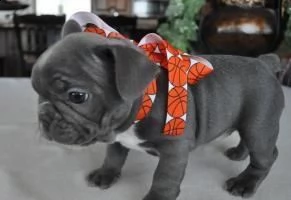 cuccioli di cuccioli di bulldog francese, pedigree | Foto 0