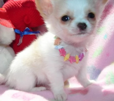 cucciolo cuccioli chihuahua
