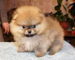 regalo cuccioli di volpino di pomerania disponibili 