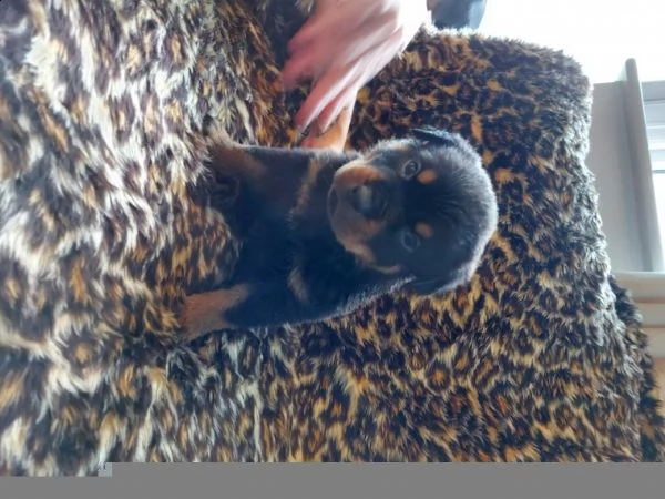 regalo rottweiler cuccioli (maschio e femmina)