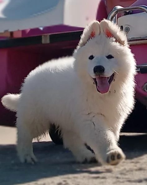Cuccioli pastore svizzero bianco  | Foto 6