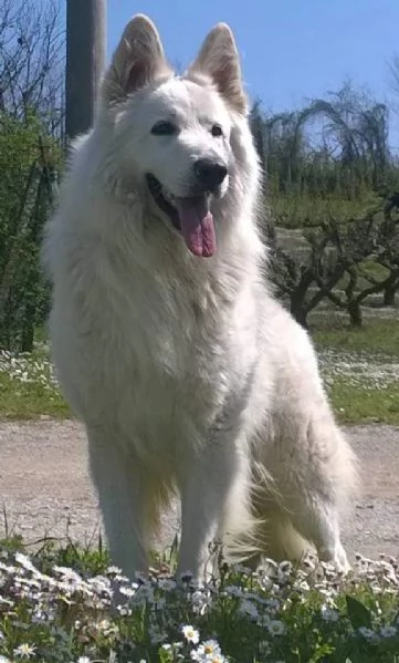 Cuccioli pastore svizzero bianco 
