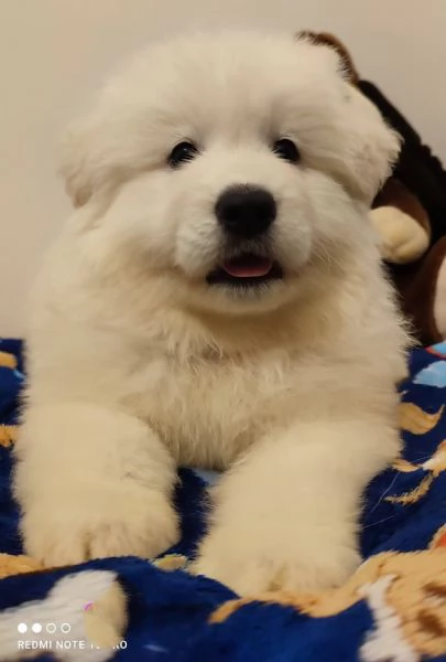 Cuccioli pastore svizzero bianco  | Foto 5