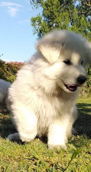 Cuccioli pastore svizzero bianco  | Foto 4