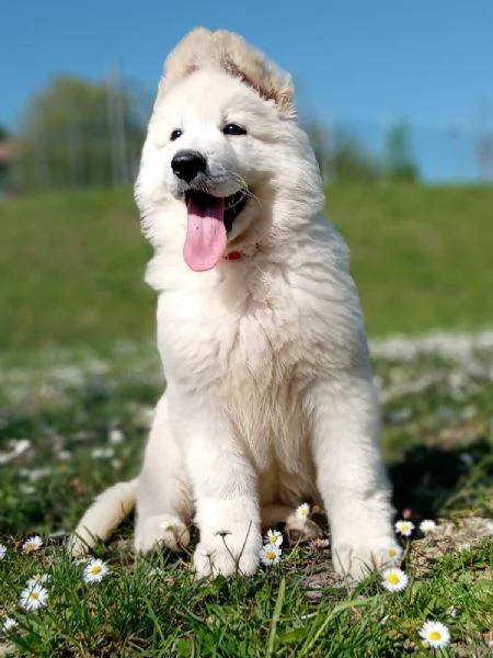 Cuccioli pastore svizzero bianco  | Foto 2