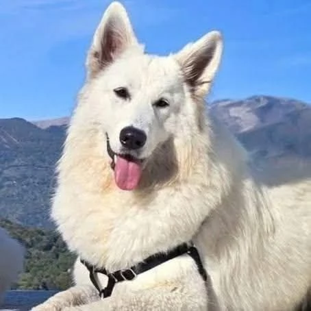 Cuccioli pastore svizzero bianco  | Foto 1