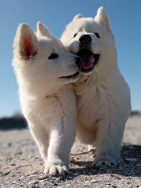 Cuccioli pastore svizzero bianco  | Foto 0