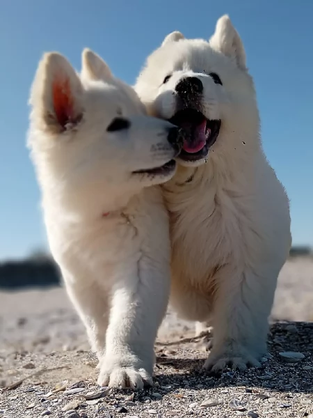 Ultimo cucciolo di pastore svizzero bianco  | Foto 6