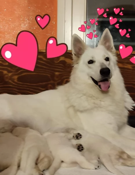 Ultimo cucciolo di pastore svizzero bianco  | Foto 5