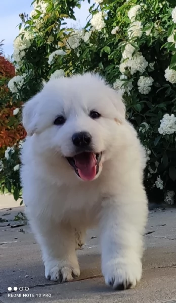 Ultimo cucciolo di pastore svizzero bianco  | Foto 4