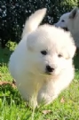 Ultimo cucciolo di pastore svizzero bianco  | Foto 3
