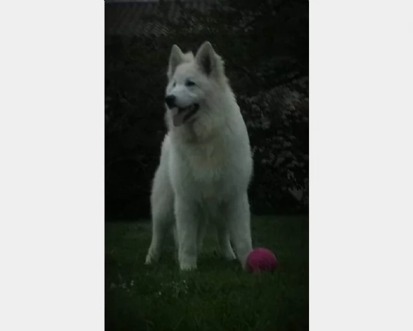 Ultimo cucciolo di pastore svizzero bianco 