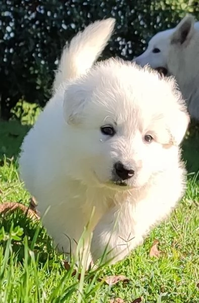 Ultimo cucciolo di pastore svizzero bianco  | Foto 2