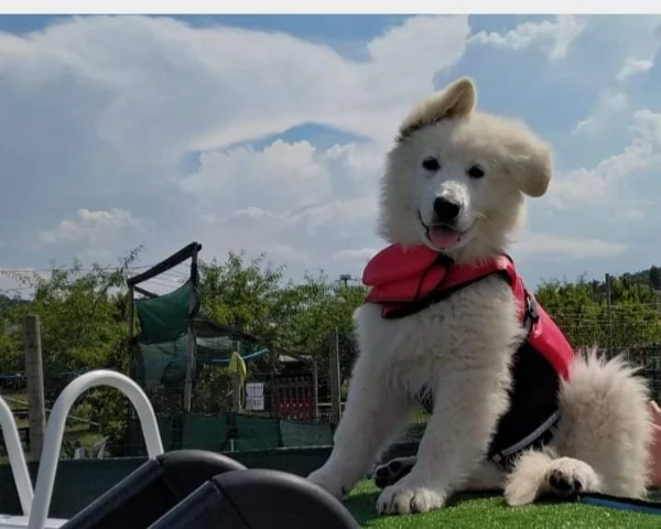 Ultimo cucciolo di pastore svizzero bianco  | Foto 0