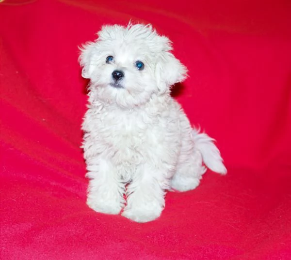 bellissimi cuccioli di maltese maschio e femmina