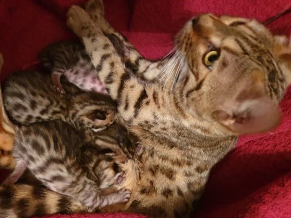 gattini bengala dorati con rosette dorate glitterate per l'adozione. | Foto 1