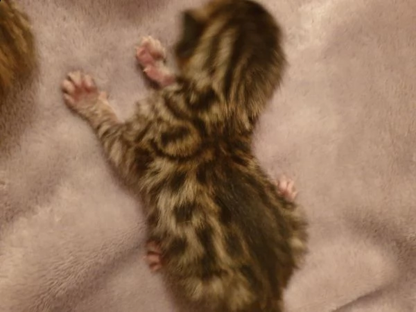 gattini bengala dorati con rosette dorate glitterate per l'adozione. | Foto 0