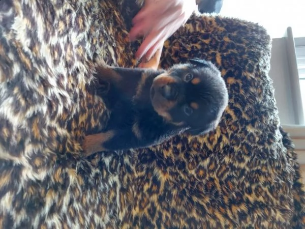 regalo rottweiler cuccioli (maschio e femmina)