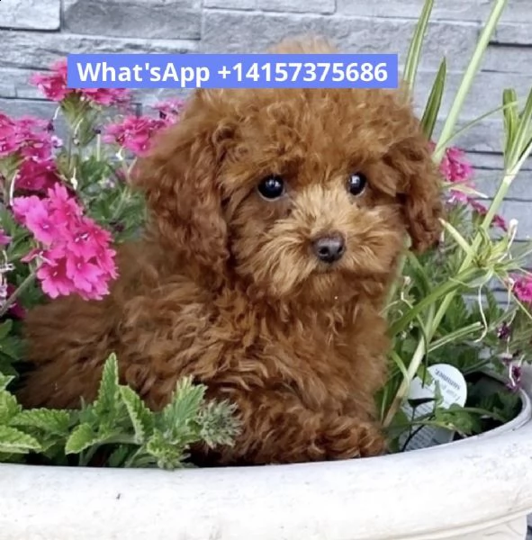 adorables cachorros de shih tzu y caniche para tu hogar | Foto 2