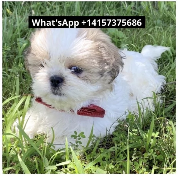 adorables cachorros de shih tzu y caniche para tu hogar