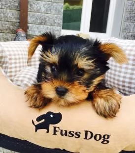  cuccioli di yorkshire 