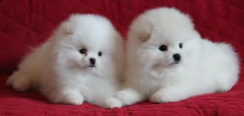  pomerania volpino - cercano urgentemente famiglia 