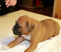 regalo cuccioli boxer