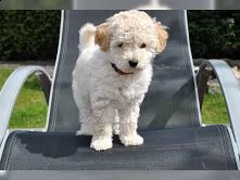   cuccioli di barboncino femminucce e maschietti disponibili 