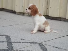  cuccioli di cavalier king femminucce e maschietti disponibili per l'adozione gratuita