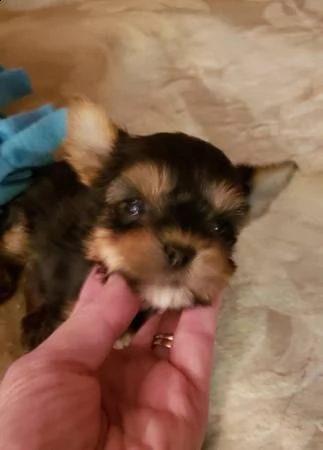 yorkie mini toy