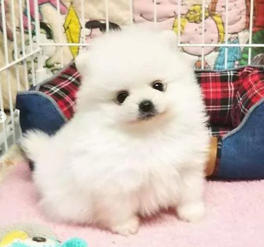 bellissimi cuccioli di pomerannian
