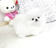  regalo cuccioli di volpino di pomerania