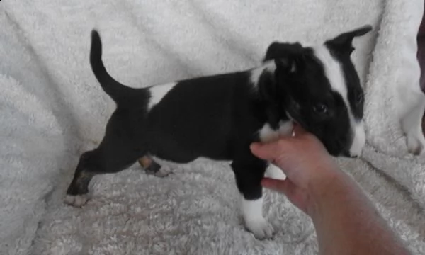 cuccioli di bull terrier femminucce e maschietti disponibili per l'adozione gratuita 