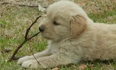  regalo golden retriver cuccioli disponibile per l'adozione