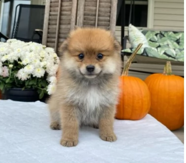 vendita pomaranian cuccioli di altissima genealogia vaccinati | Foto 0