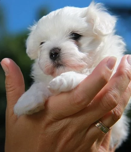 delicatamente e adorabili cuccioli di maltese femminucce e maschietti disponibil | Foto 0
