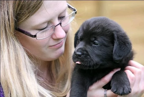 cuccioli di labrador con documenti