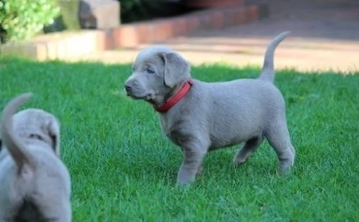bellissimi cuccioli di labrador con documenti