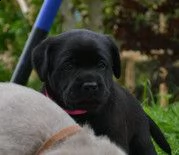  mia cucciola incrocio labrador 
