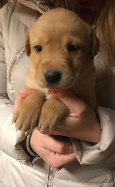 cuccioli labrador retriever con pedigree 