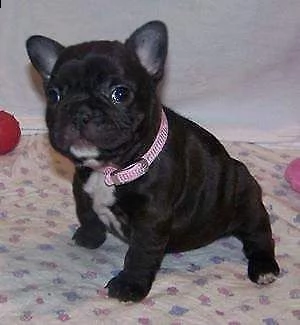 vendita cucciolo cuccioli bouledogue francese color blu