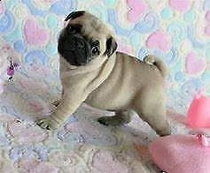 vendita adorabili cuccioli di carlino 