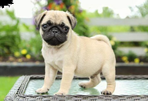  regalo bellissime cuccioli di carlino carlino - cuccioli disponibili neri e beige,vengono consegnat
