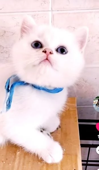 Gattini di pura Razza British Shorthair pelo corto con affisso in Anfi ed Enfi 